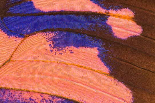 Close-up of vibrant Purple flusher butterfly wing patterns