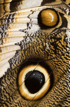 Giant Owl Butterfly Wing