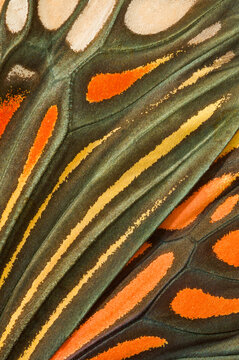 Close-up of vibrant Campylotes histrionicus butterfly wing patterns