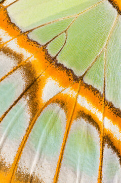 Close-up of vibrant Malachite butterfly wings