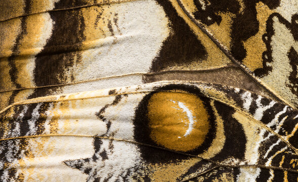Close-up view of the eyespot on a Yellow Edged Giant Owl butterfly wing