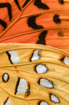 Close-up of contrasting Apache silverspot butterfly wings, vibrant orange and soft yellow