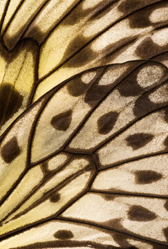 Rice Paper butterfly wing pattern, macro