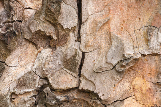 Close up of textures and patterns in Ponderosa pine bark