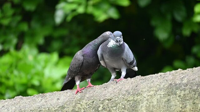 Two pigeons engage in a mating ritual. Pair of pegion with love feelling. Rock dove or rock pigeon. It is a popular pet bird in the world. Slow motion video.