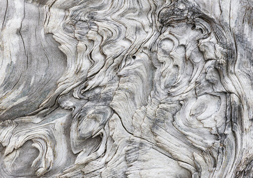 Coastal Driftwood Textures from Washington State