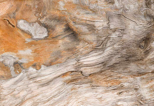 Macro Textures and Patterns in Coastal Driftwood