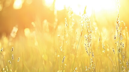 Fototapeta premium Golden Grass Field at Sunset with Bokeh