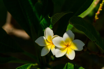 Yellow and white frangipani plumeria flowers on a plant in a tropical garden 1 © Михаил Шорохов