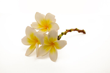 Tropical flowers frangipani (plumeria) on white background