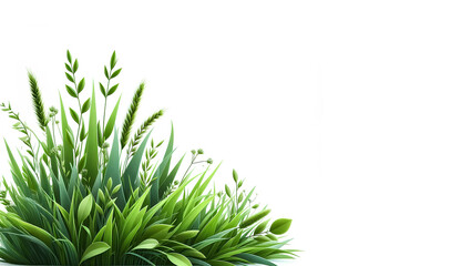 Vibrant dark green grass on white background