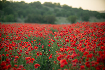 Poppies Field Sunset Landscape - A field of red poppies in full bloom at sunset, creating a picturesque scene.