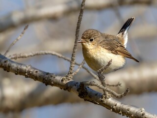 森の中で枝に留まって周りを見渡しているニシオジロビタキの雌