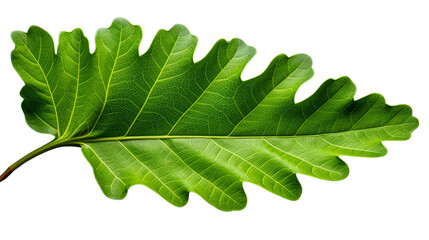 Fototapeta premium Close-up image of a fresh green leaf with detailed veins on a white background. Perfect for nature, botany, or environmental themes.
