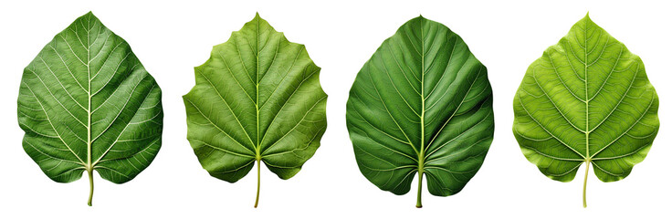 Obraz premium Four green leaves arranged in a row, showcasing various shades and textures, representing nature and environmental themes.