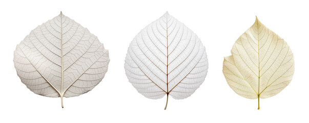 Obraz premium Collection of three dried leaves isolated on white background, Perfect for nature and botanical themes.