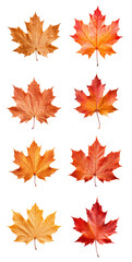 Obraz premium Collection of vibrant autumn maple leaves in various shades of red, orange, and yellow, isolated on a white background.