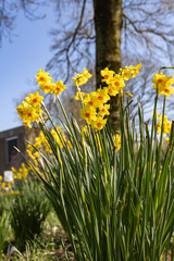 Obraz premium Winter time with its beautiful yellow jonquils.