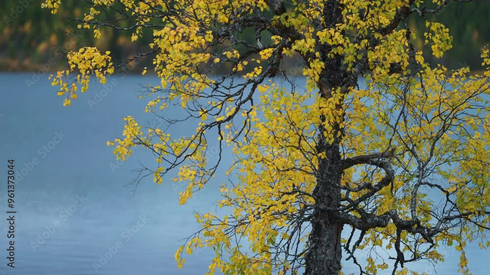 Poster the golden leaves of beech trees sway gently in the autumn breeze a calm blue lake in the background