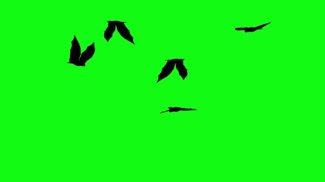 Flitter-mouse Silhouette fly on green screen animation, Halloween element