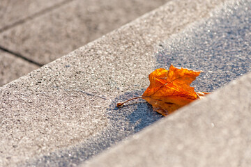 Autumnal leaf on concrete steps