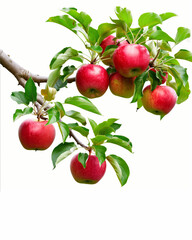 The apple growing on the tree stands alone against a white background