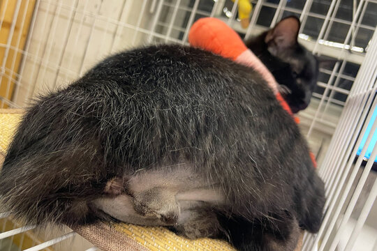 Sterilization for domestic pets. Care of a pet after a cavitary operation (castration, sterilization). The cat wears a collar to prevent licking the wound after sterilization. Neutering the male cat. 