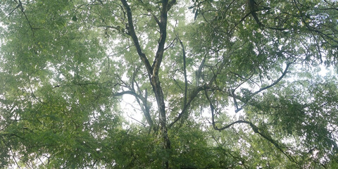 Fototapeta premium Serene canopy of lush green trees in natural daylight