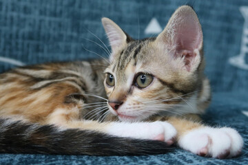 Kitten with eye infection looking at camera. Front view of cat with one eye glassy, teary and...