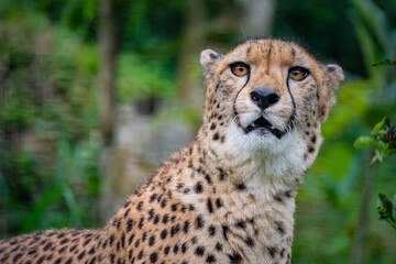 Portrait of cheetah