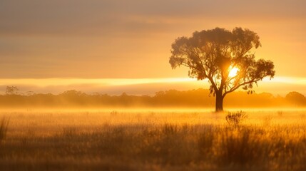 Fototapeta premium A tree stands alone in a foggy field, its silhouette against the sunset in the distance Tall grass and trees populate the foreground