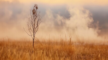 Fototapeta premium A plant stands alone in the field with smoke rising from the background
