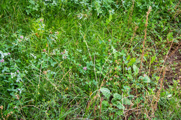 A vibrant green field filled with various grass and flower types