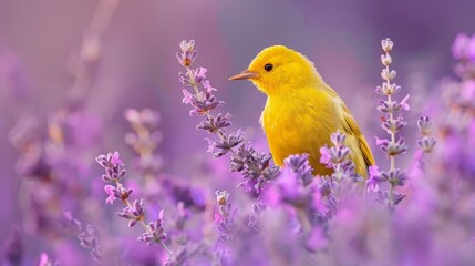  A yellow bird atop purple-lavender blooms, backdrop softly blurred