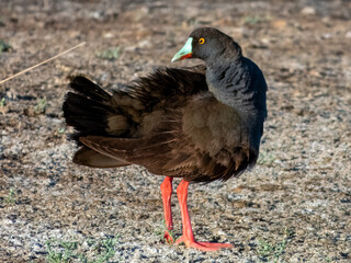 Black-tailed Nativehen - Tribonyx ventralis in Australia