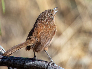 Dusky Grasswren - Amytornis purnelli in Australia