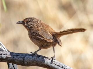 Dusky Grasswren - Amytornis purnelli in Australia