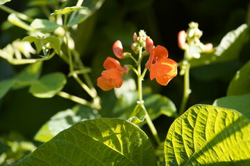 Phaseolus coccineus, known as runner bean, scarlet runner bean, or multiflora bean, is a plant in...