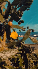 cactus against the sea