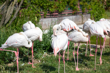 A flock of colorful flamingos searches for food in the grass