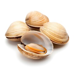 Fresh Clams Isolated on White Background with Detailed Macro Shot