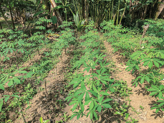 Rows of cassava trees in the field.