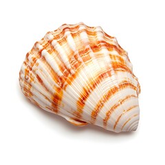 Obraz premium Pristine Akagai Ark Shell Macro Closeup on White Background