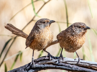 Dusky Grasswren - Amytornis purnelli in Australia