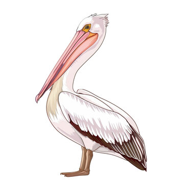 recommend clip art: A cartoon illustration of a pelican with a pink beak and white and brown feathers standing against a white background.