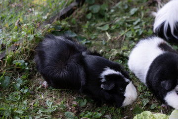 Meerschweinchen tier natur herde