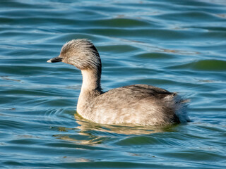 Hoary-headed Grebe - Poliocephalus poliocephalus in Australia