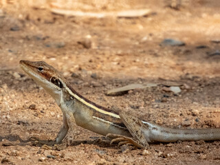Long-nosed Water Dragon (Lophognathus longirostris) in Australia