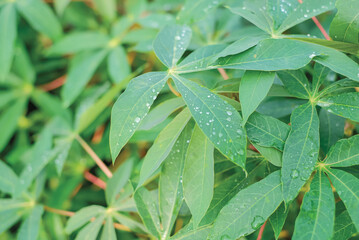 Rows of cassava trees in the field. Cassava, growing young shoots. Cassava is a tropical food crop, a commercial crop in Indonesia.