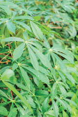 Rows of cassava trees in the field. Cassava, growing young shoots. Cassava is a tropical food crop, a commercial crop in Indonesia.